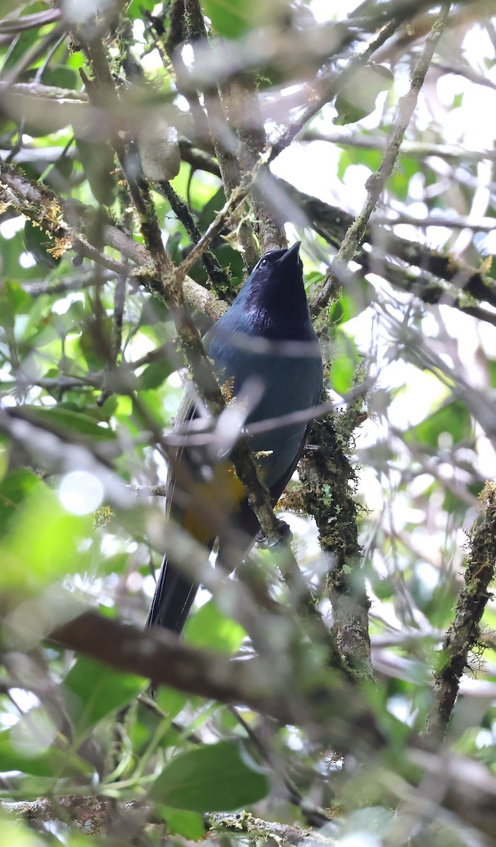 Eastern Crested Berrypecker - ML623758559