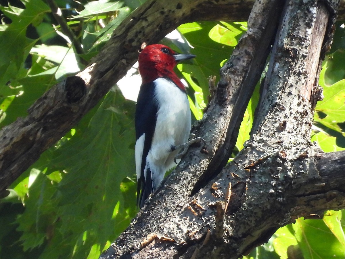 Red-headed Woodpecker - Susan Gowen