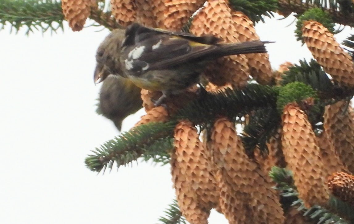 White-winged Crossbill - ML623758681