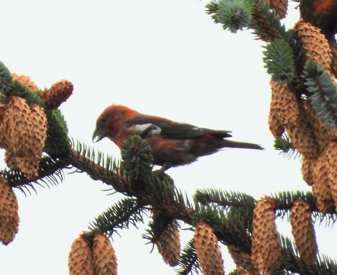 White-winged Crossbill - ML623758682