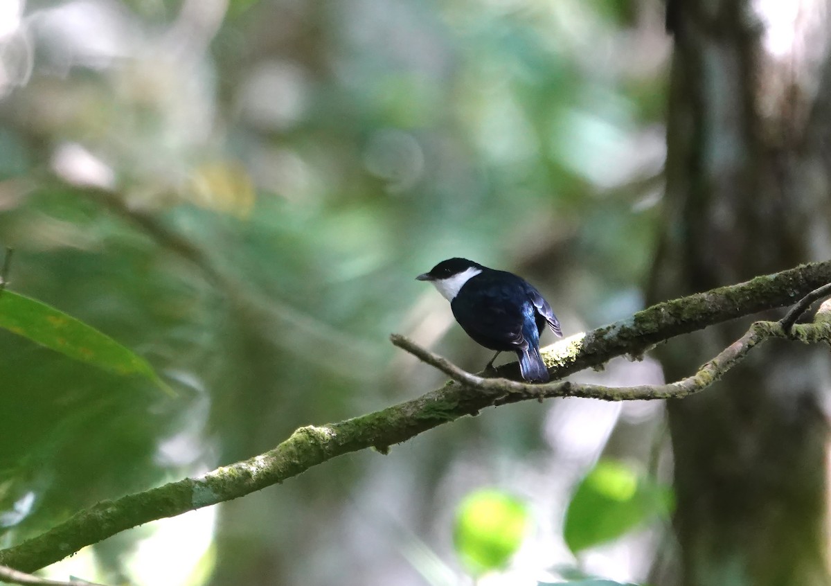 White-bibbed Manakin - ML623758697