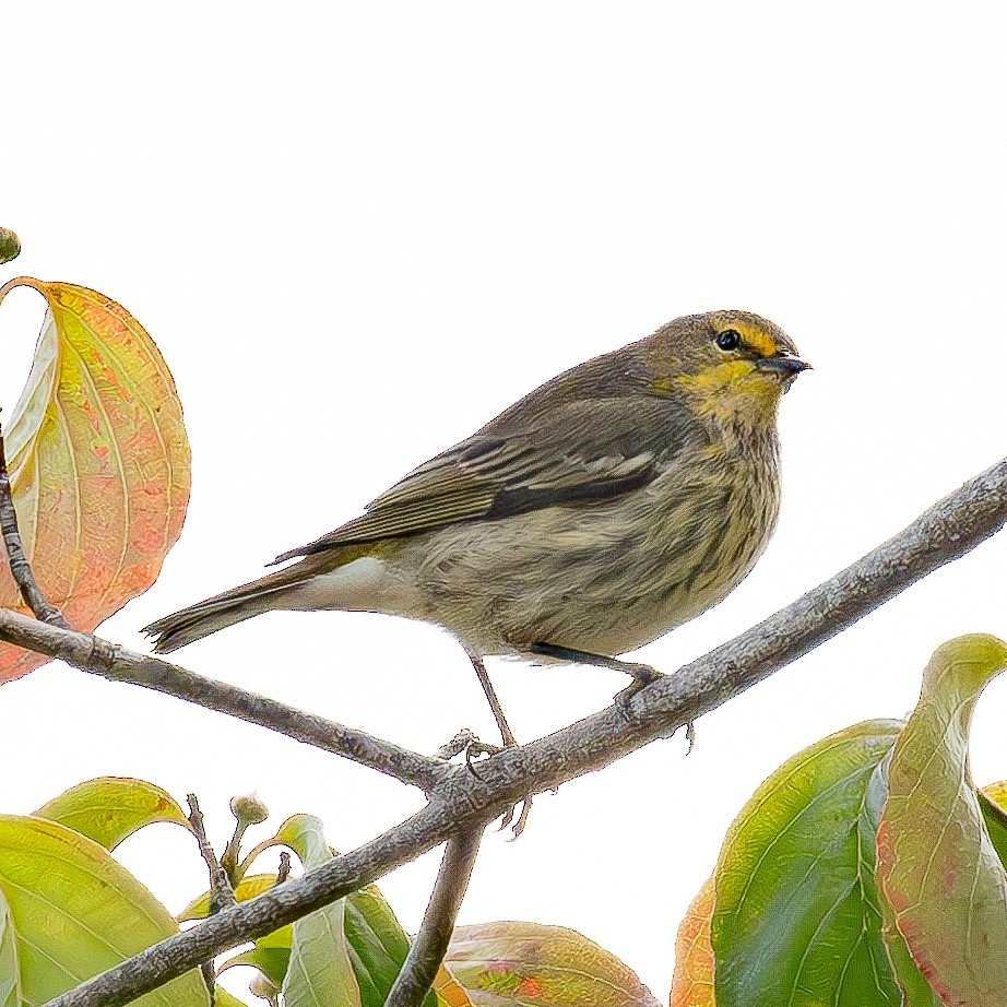 Cape May Warbler - ML623758709