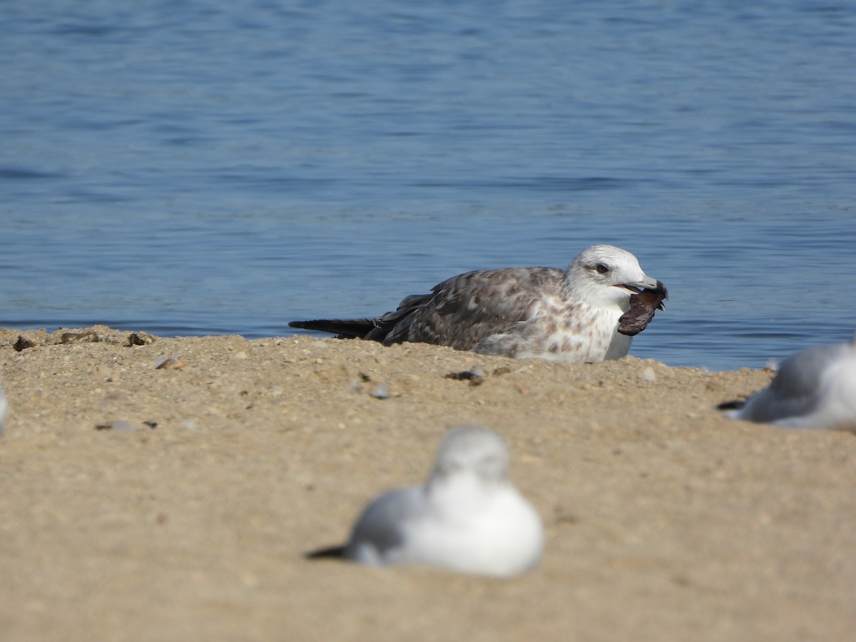 Herring Gull (American) - ML623758720