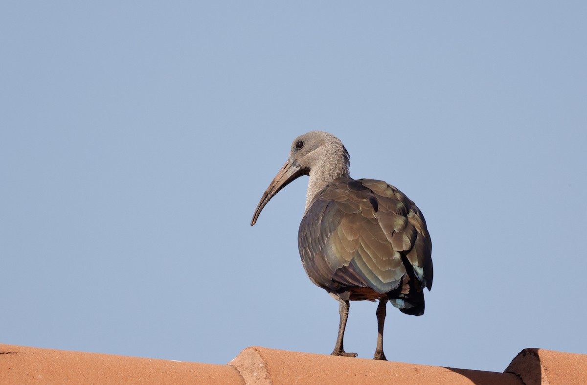 Hadada Ibis - ML623758730