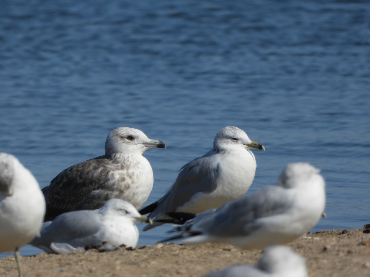 Herring Gull (American) - ML623758744