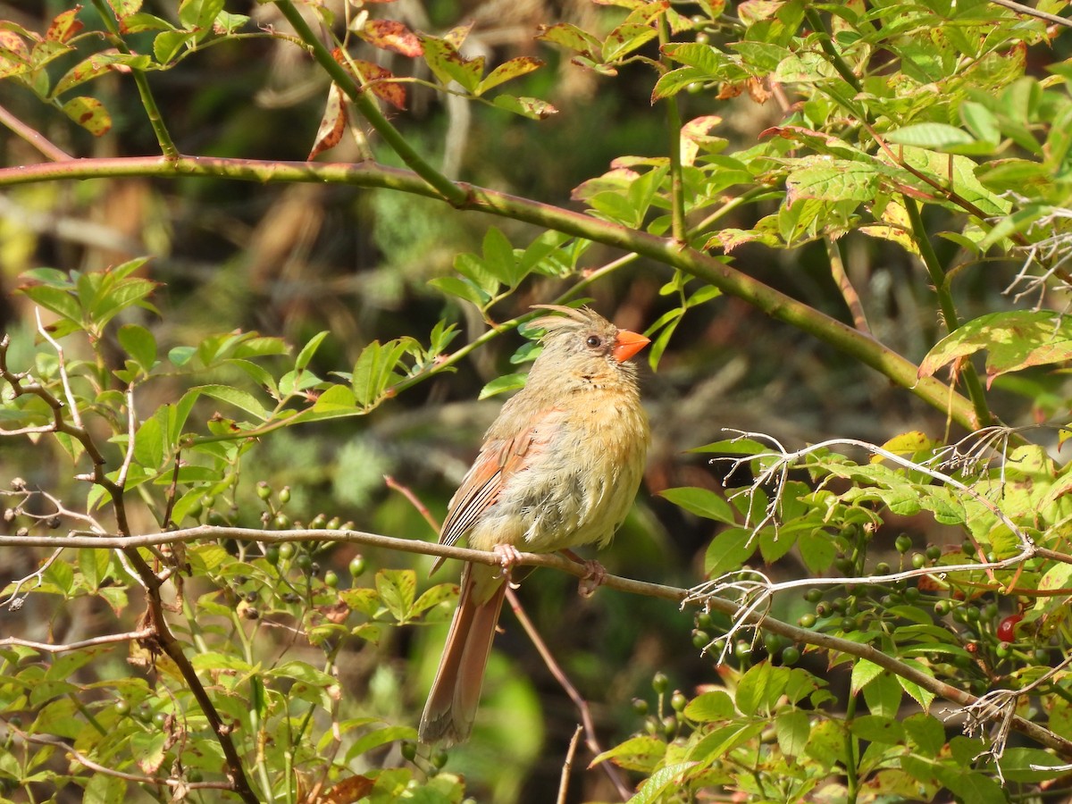 Northern Cardinal - ML623758754