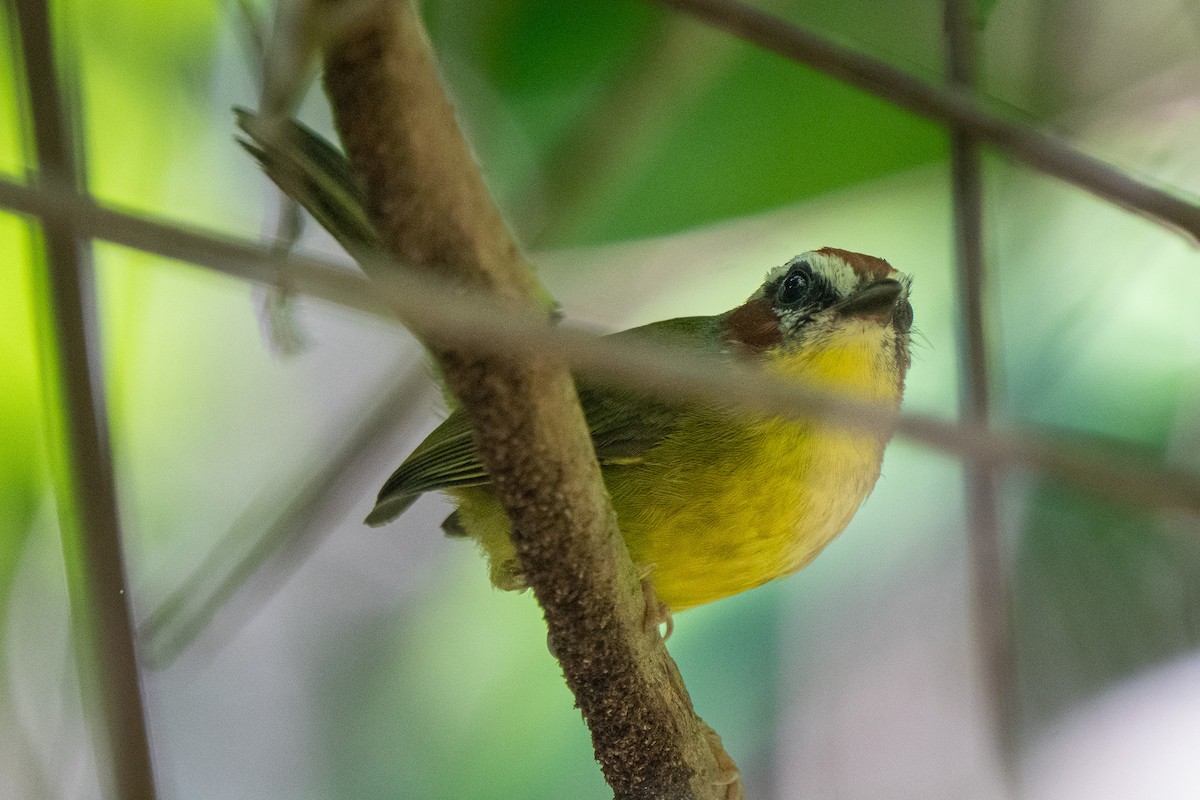 Chestnut-capped Warbler - ML623758755