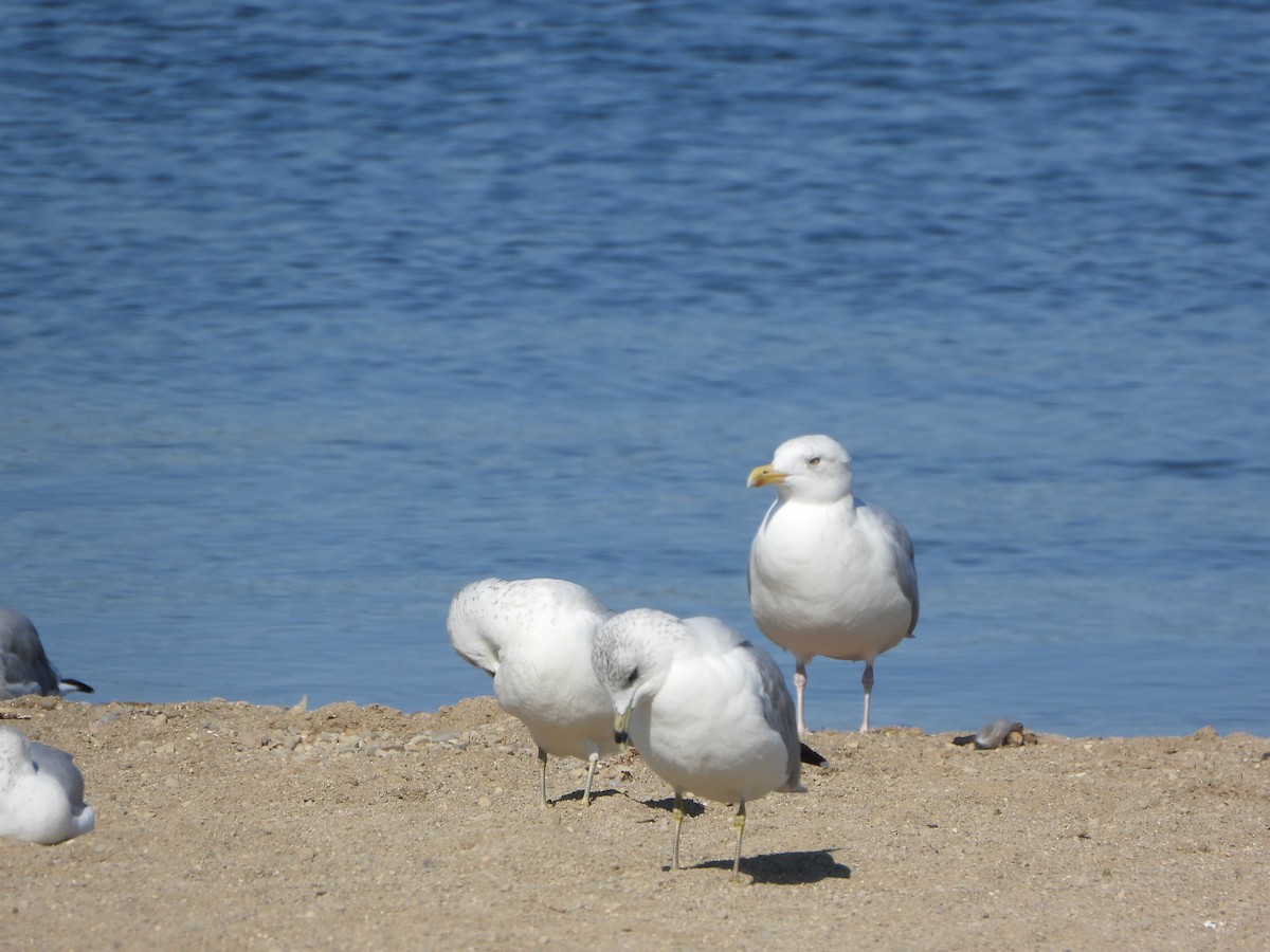 Herring Gull (American) - ML623758819