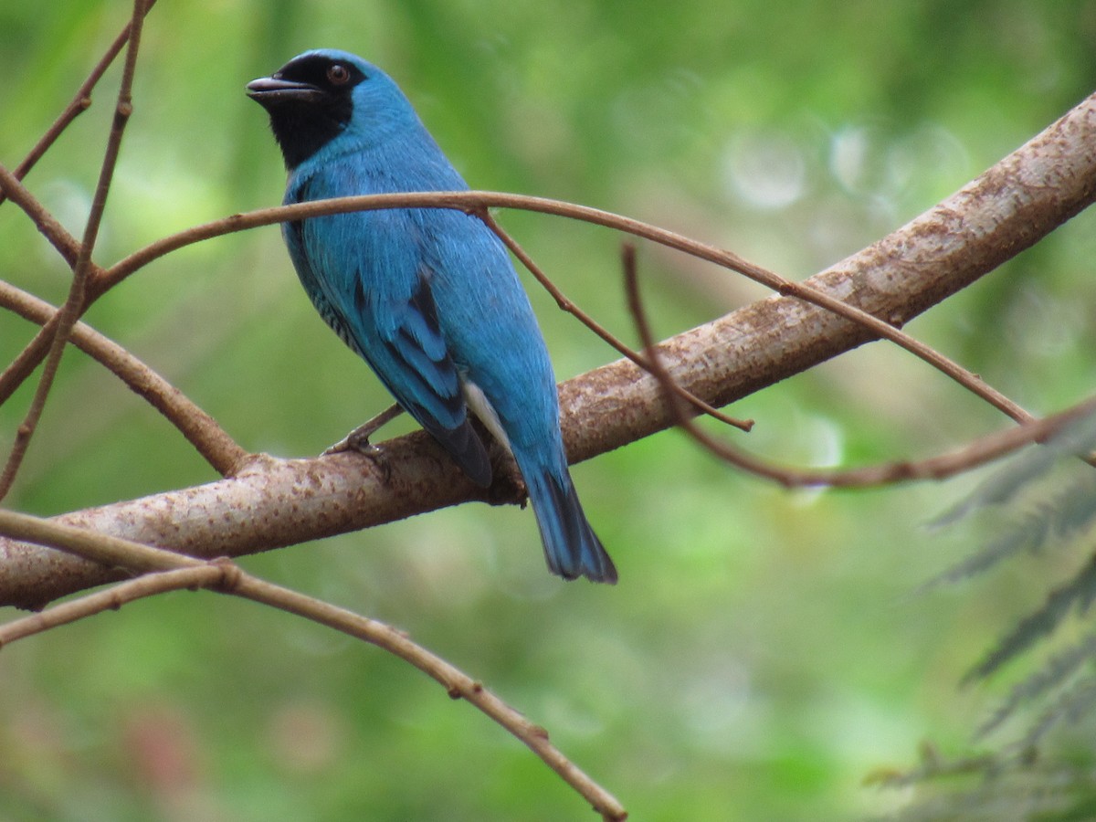 Swallow Tanager - ML623758829