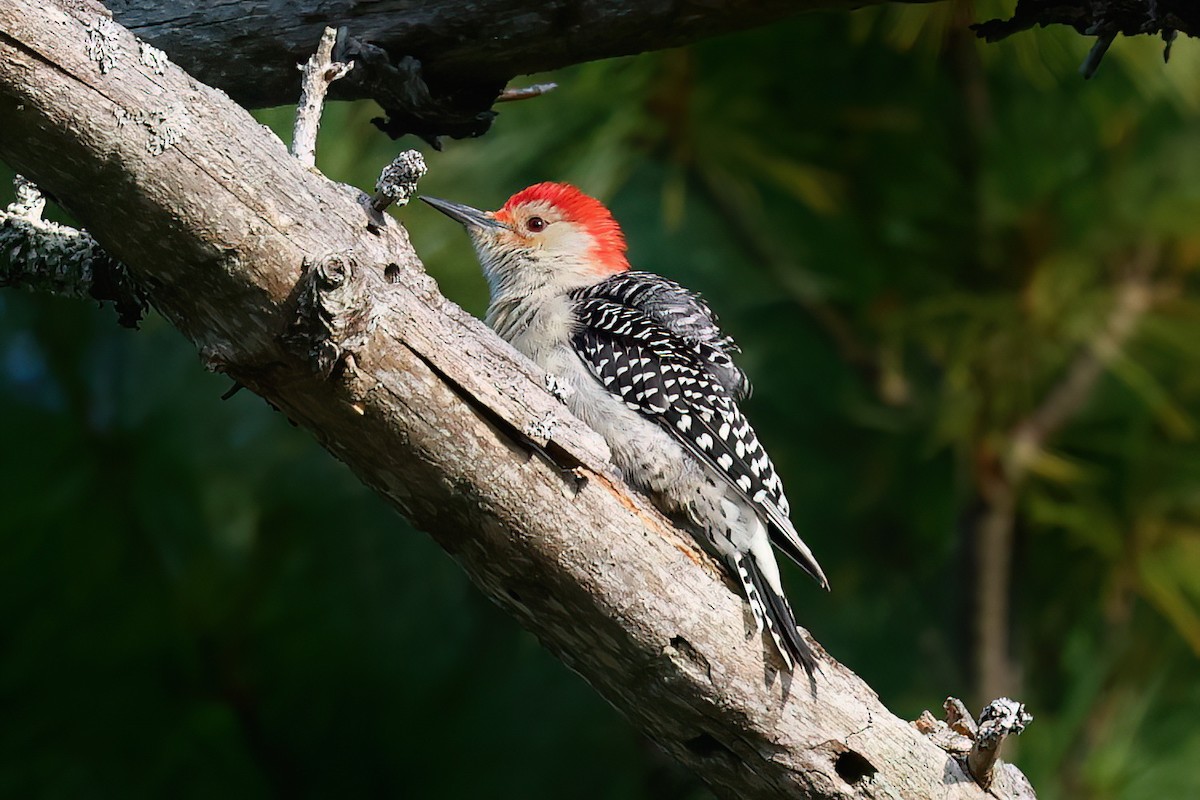 Red-bellied Woodpecker - ML623758850