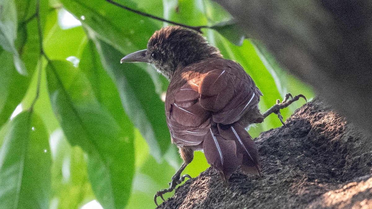 Amazonian Barred-Woodcreeper - ML623758888