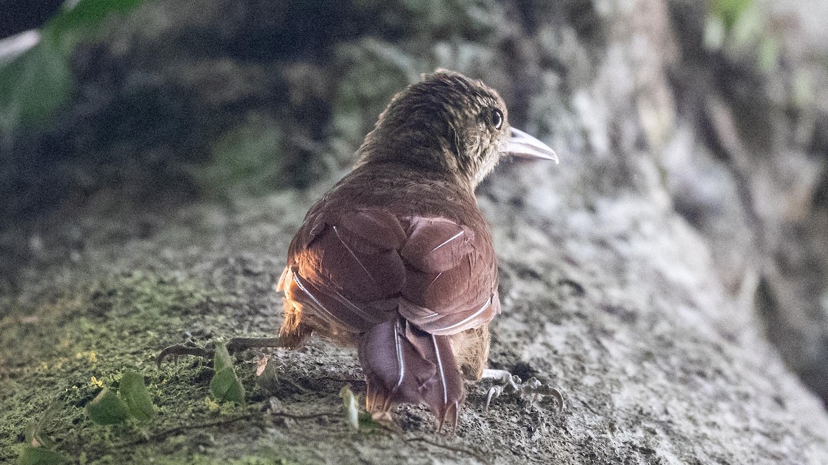 Amazonian Barred-Woodcreeper - ML623758889