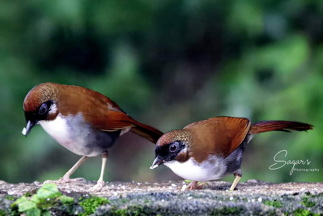 Gray-sided Laughingthrush - Sagar Chattoraj