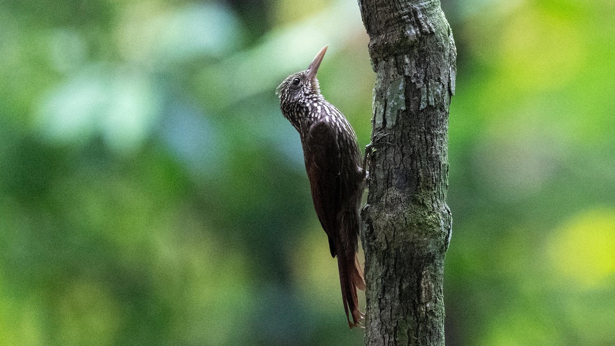 Striped Woodcreeper - ML623758921