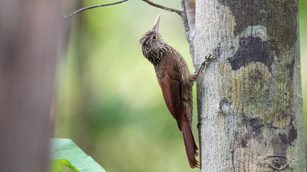 Striped Woodcreeper - ML623758922