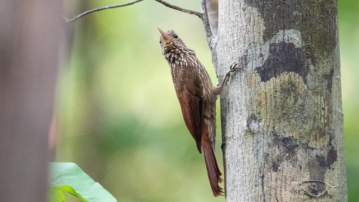 Striped Woodcreeper - ML623758924