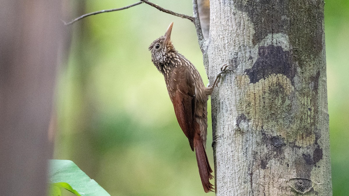 Striped Woodcreeper - ML623758925