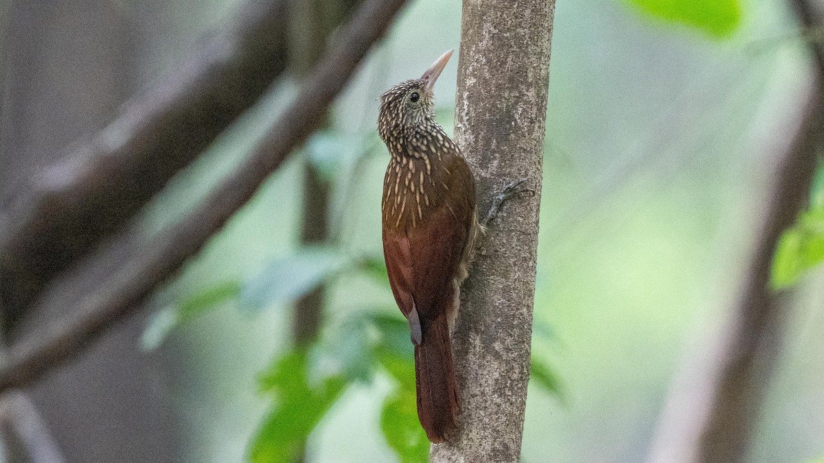 Striped Woodcreeper - ML623758926