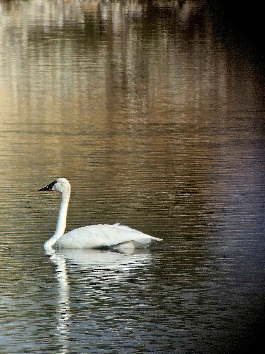 Trumpeter Swan - ML623758933