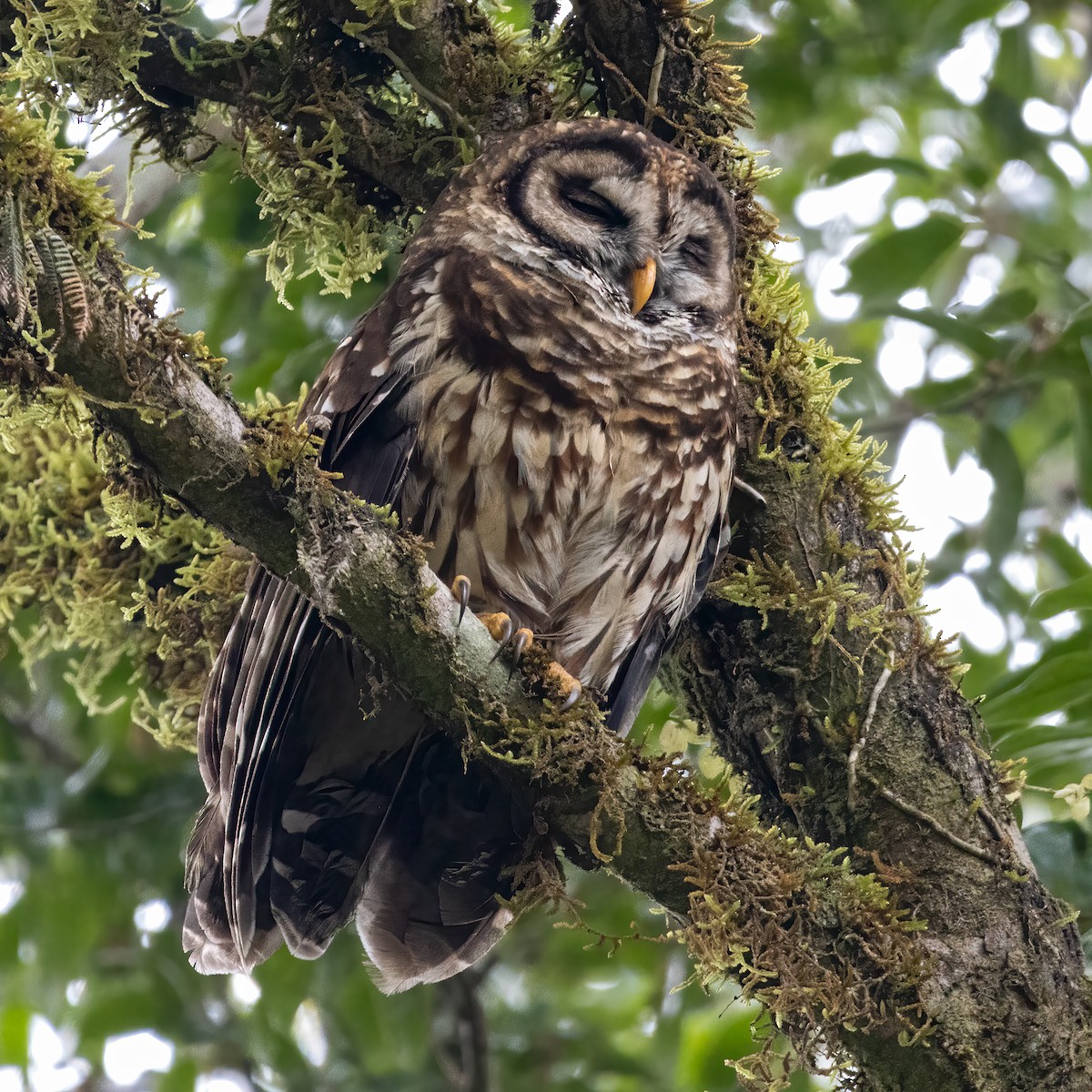 Fulvous Owl - ML623758955