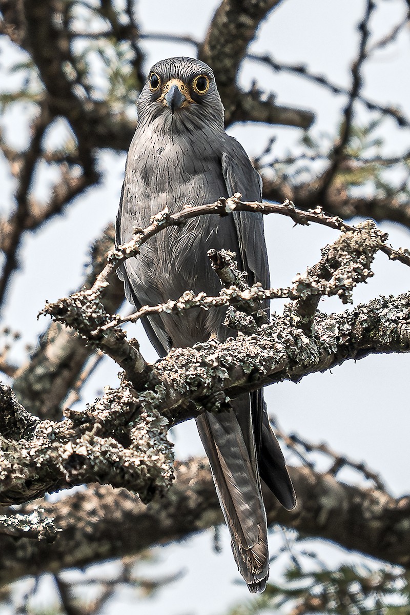 Gray Kestrel - ML623758959