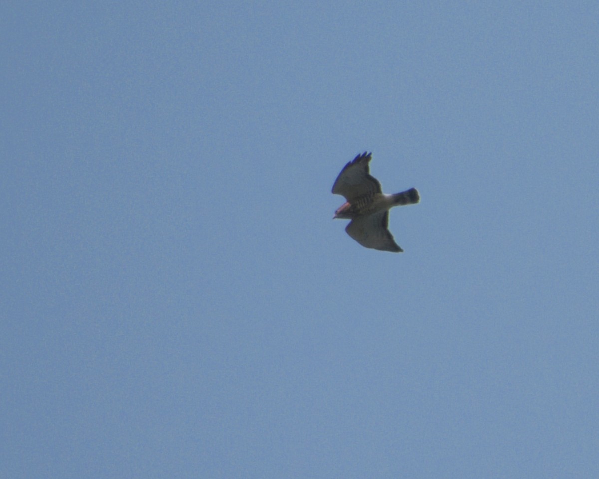 Broad-winged Hawk - ML623758969