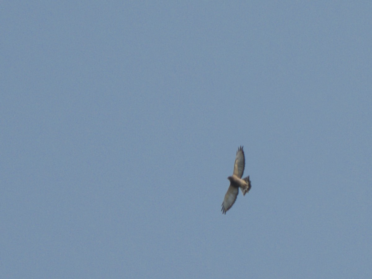 Broad-winged Hawk - ML623758970