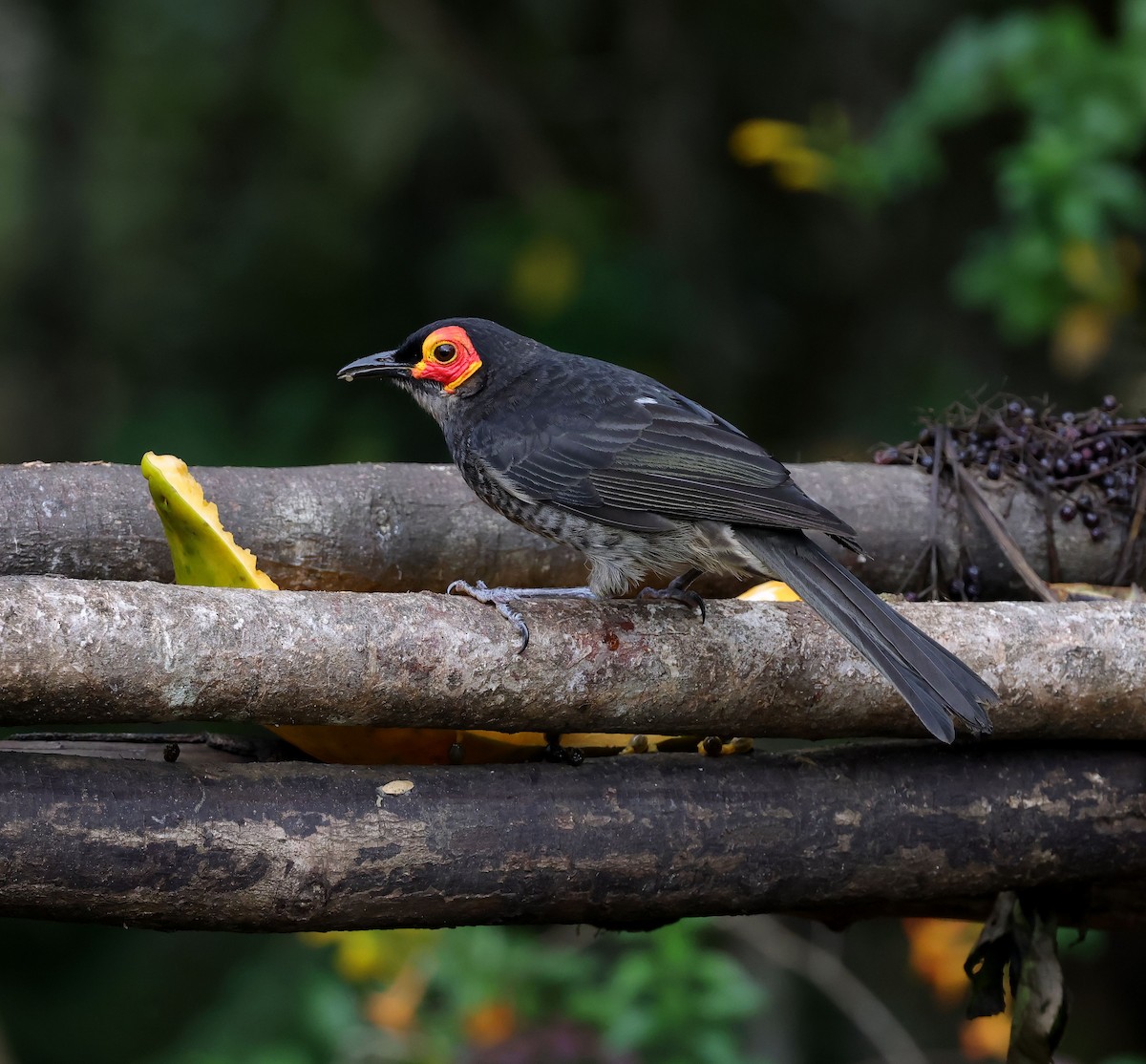 Smoky Honeyeater - ML623758998