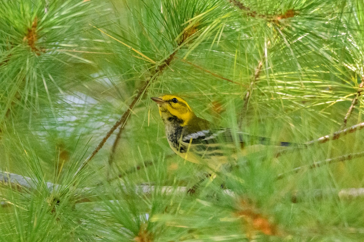 Black-throated Green Warbler - ML623759009