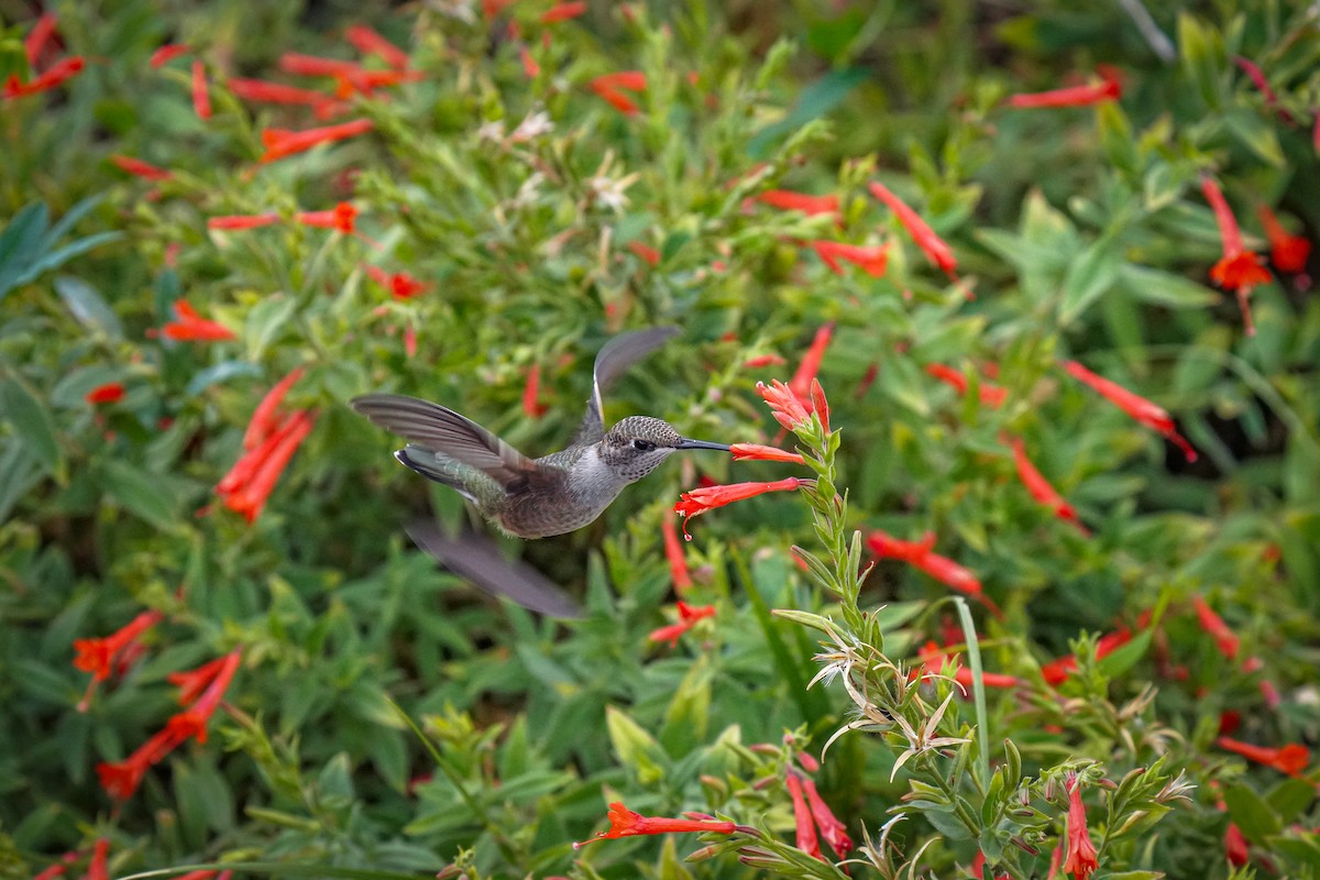 Broad-tailed Hummingbird - ML623759021