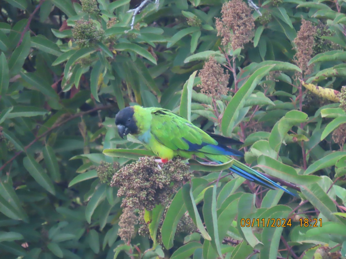 Nanday Parakeet - ML623759029