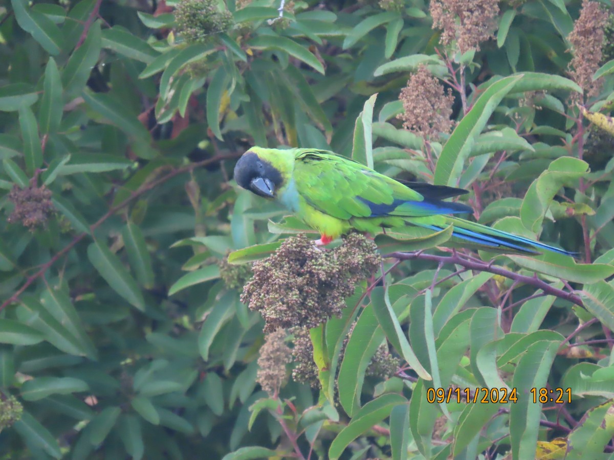 Nanday Parakeet - ML623759030