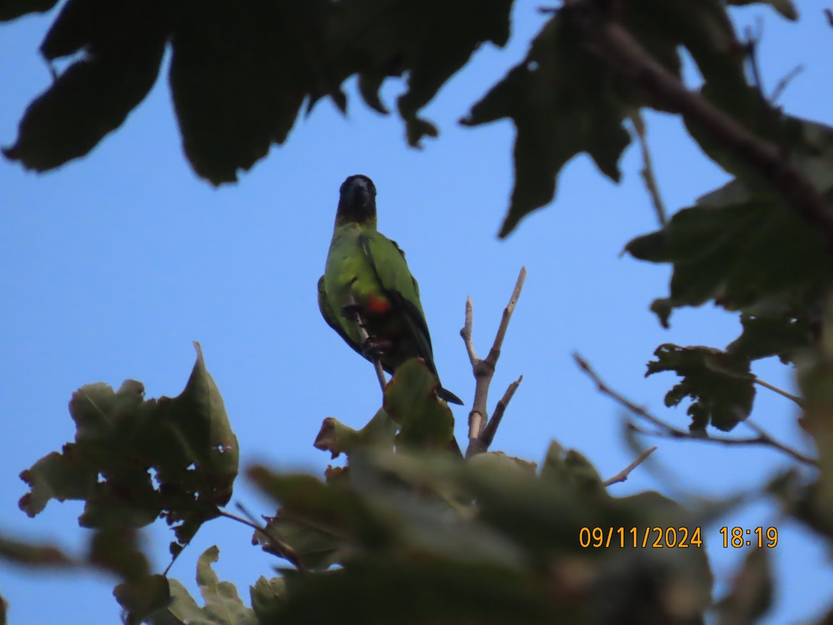 Nanday Parakeet - ML623759052