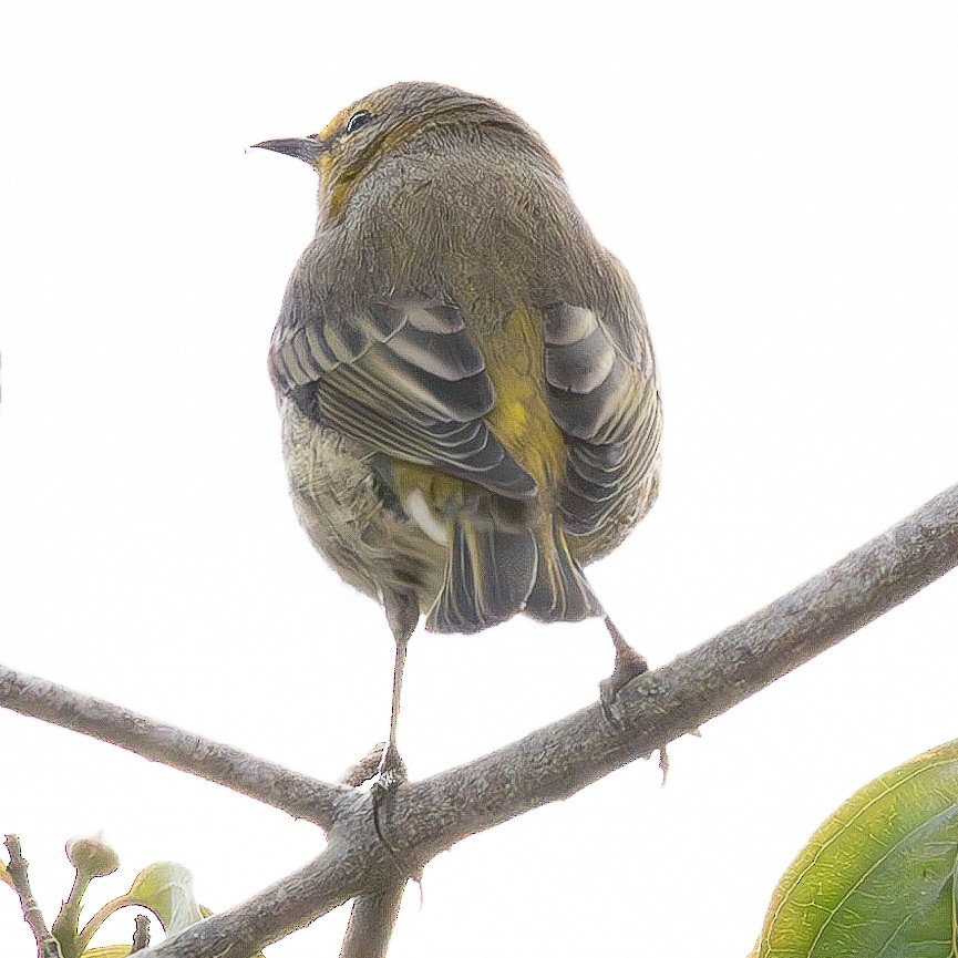 Cape May Warbler - Liz Massey