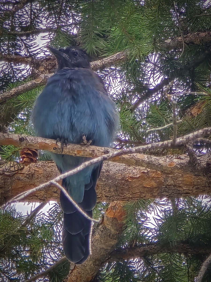 Steller's Jay - ML623759096