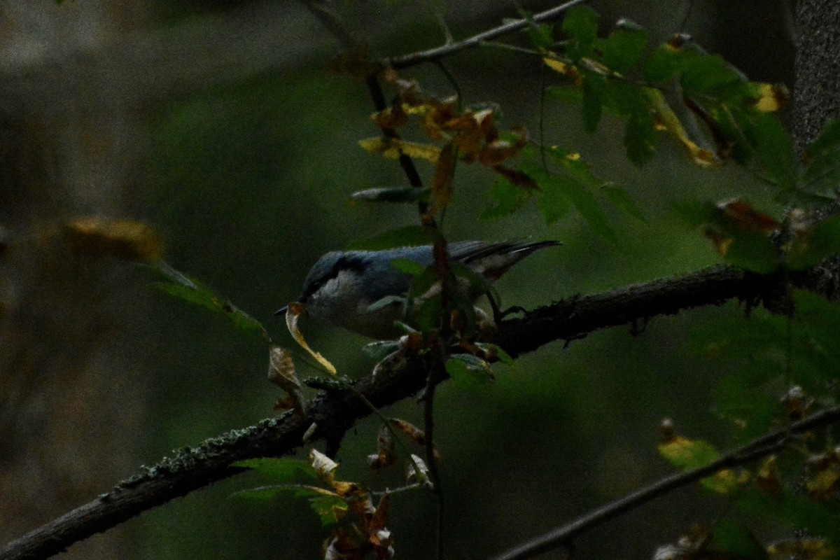 סיטה אירופית - ML623759131
