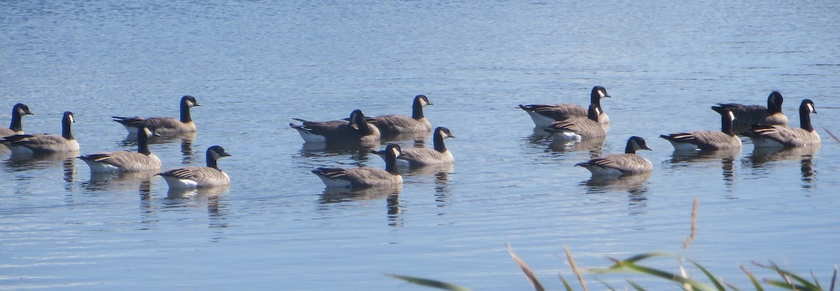 Cackling Goose - Ian Fallas