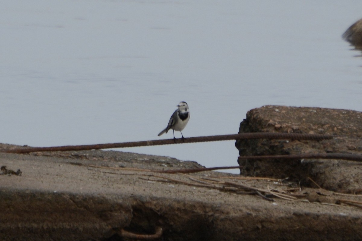 נחליאלי לבן - ML623759164