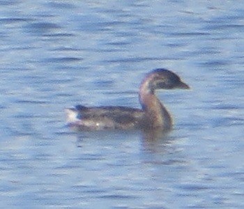 Pied-billed Grebe - ML623759170