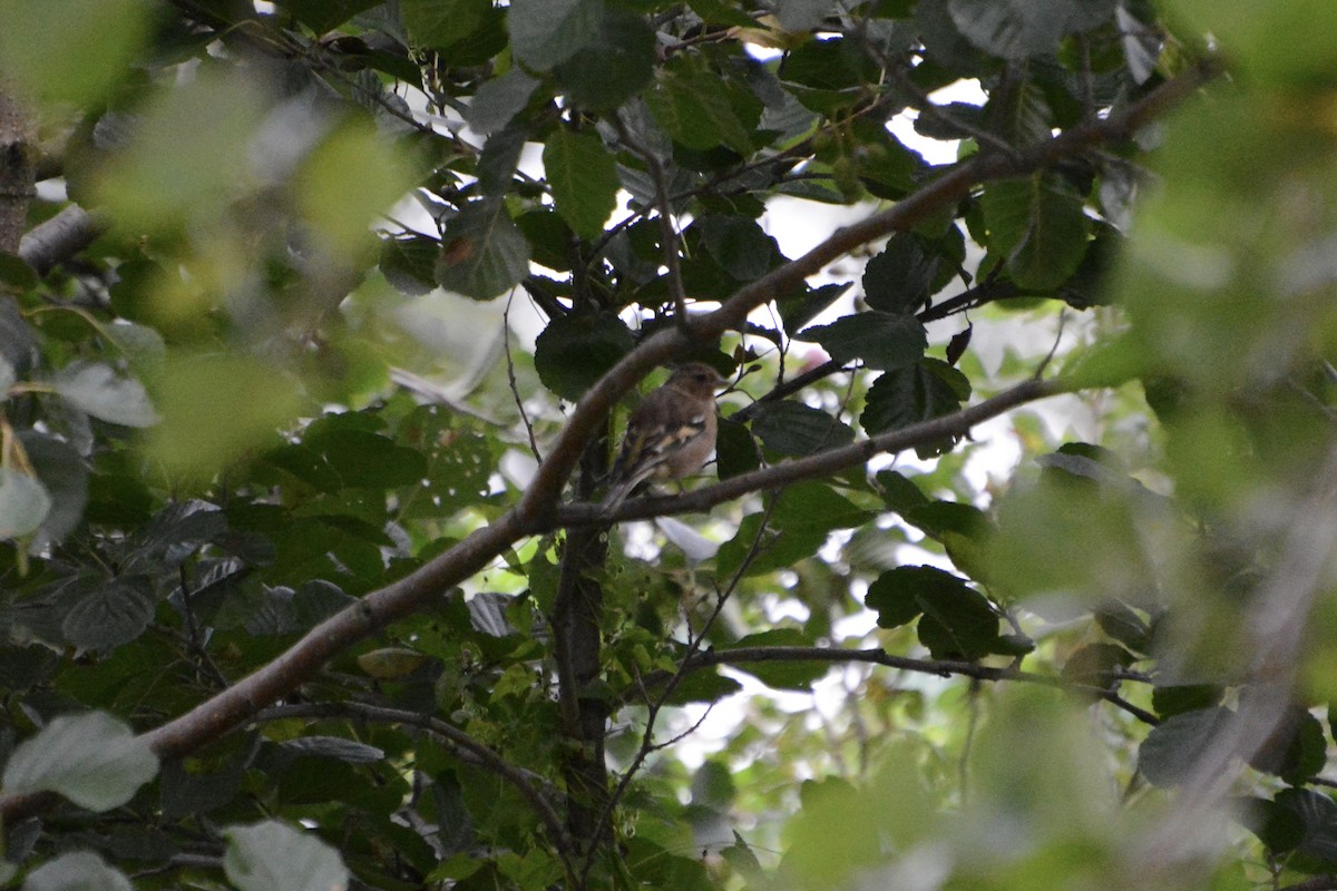 פרוש מצוי - ML623759182
