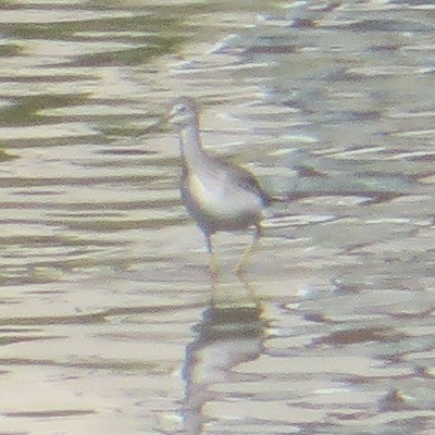 Greater Yellowlegs - ML623759183