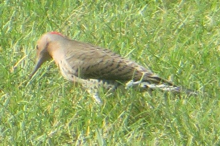 Northern Flicker - ML623759194