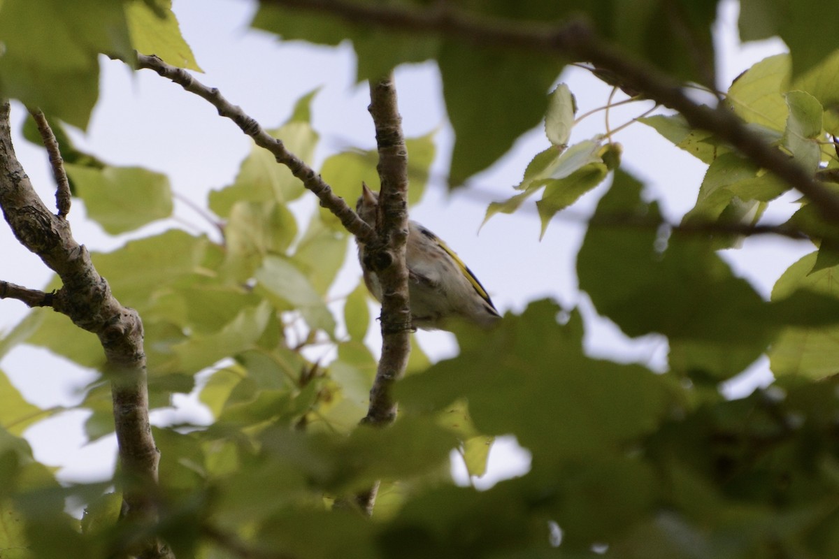 חוחית - ML623759197