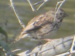 Song Sparrow - ML623759212