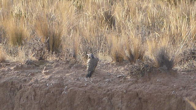Andean Flicker - ML623759252