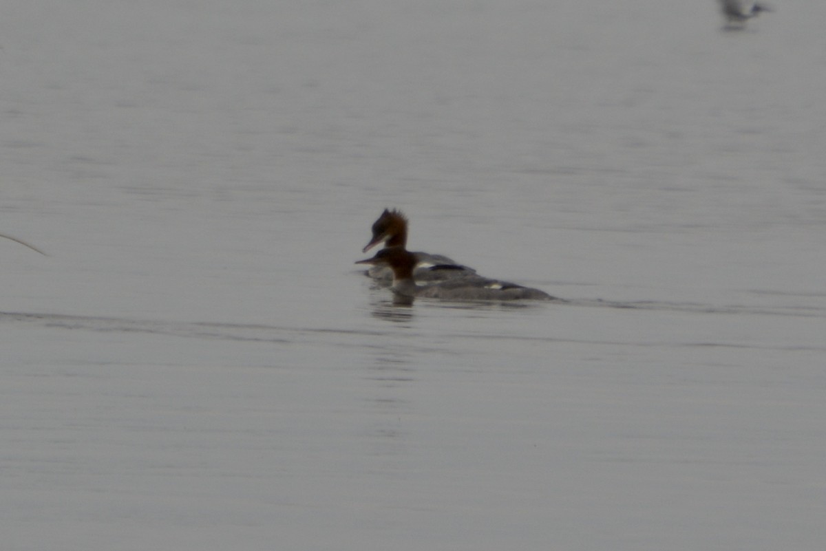 מרגון בינוני - ML623759388
