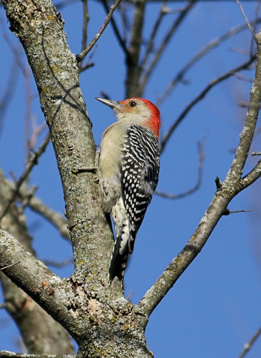 Red-bellied Woodpecker - John  Cameron