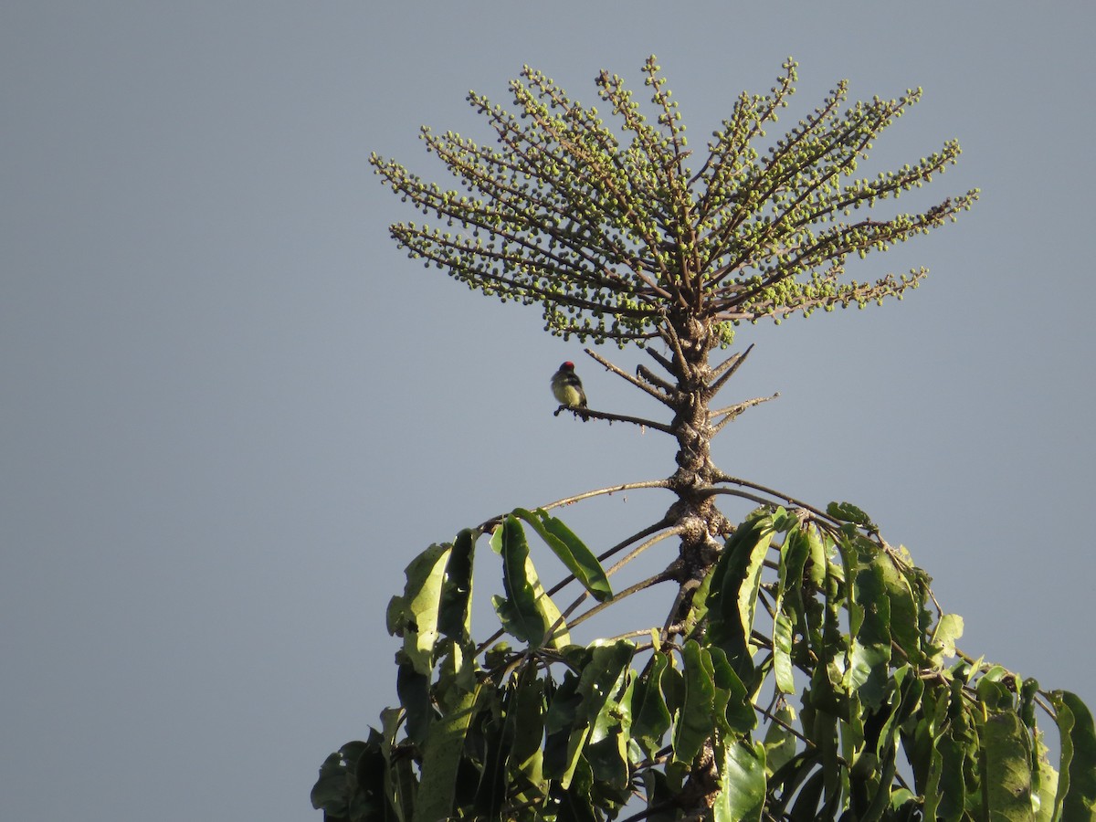 Red-capped Flowerpecker - ML623759397