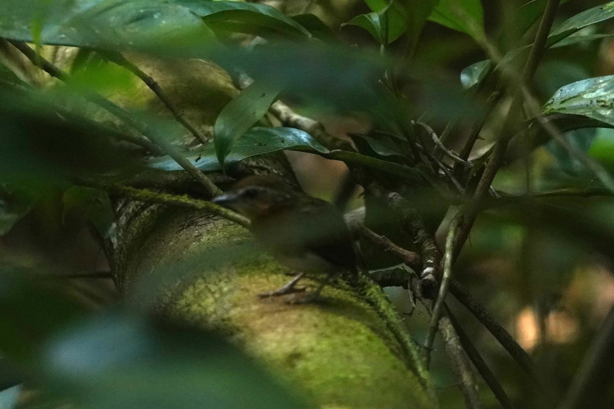 Chestnut-belted Gnateater - ML623759406