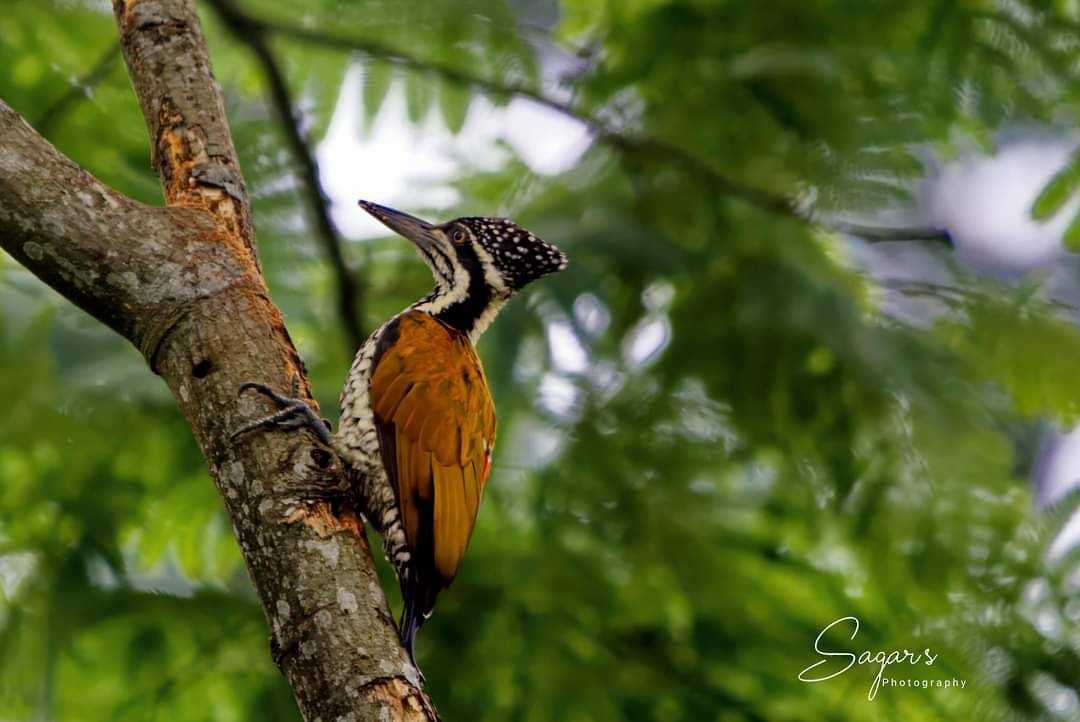 Greater Flameback - ML623759423